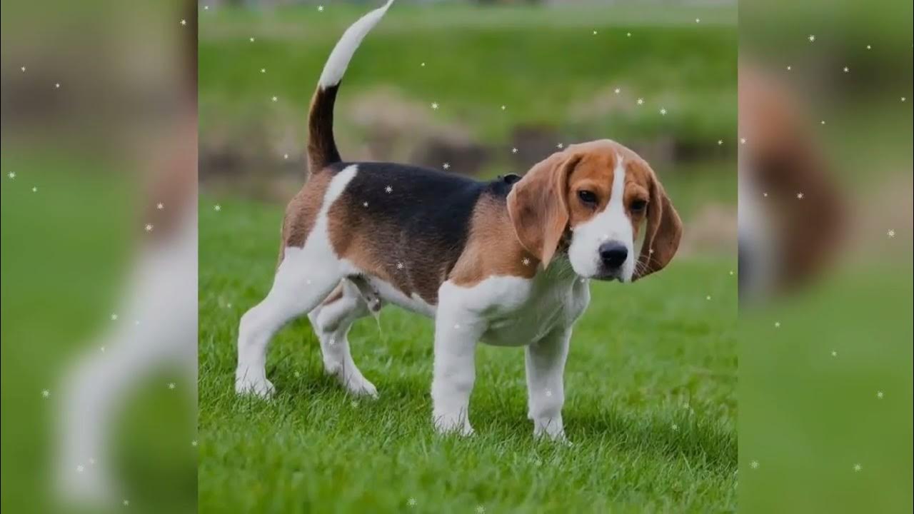 Бассет-хаунд щенок. Порода собак бассет хаунд. Бассет хаунд гончая. Бретонский бассет. Бассет-хаунд гончие собаки.