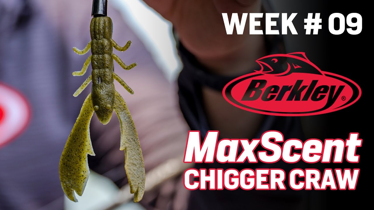 Bait of the Week : Berkeley Powerbait Maxscent Chigger Craw