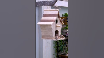 CREATE Your Own Bird Feeder at HOME Easily!