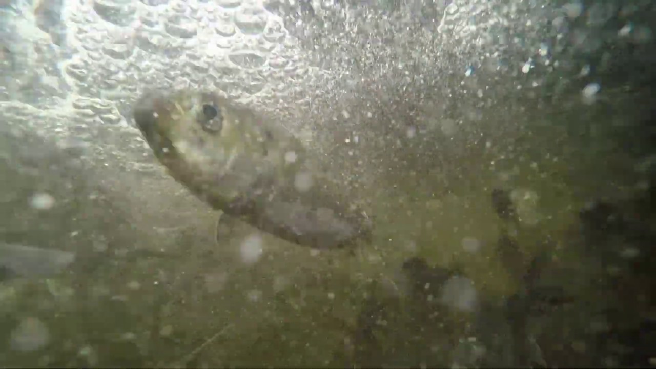 River Herring working their way upstream in the Back River of Weymouth, MA YouTube