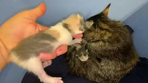Video 6504581: japanese bobtail kittens born, kittens litter