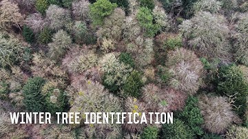 WINTER TREE IDENTIFICATION-  The winter clues of 11 common deciduous trees
