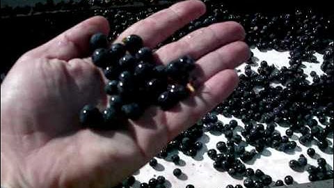 Dierberg & Star Lane Vineyards Fruit Sorting Table.MOV