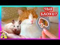 У Хомяка бывают БЛОХИ? / Чем лечим от Блох Кота? / Alisa Easy Pets