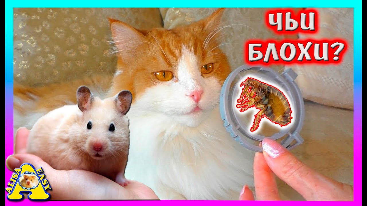 У Хомяка бывают БЛОХИ? / Чем лечим от Блох Кота? / Alisa Easy Pets