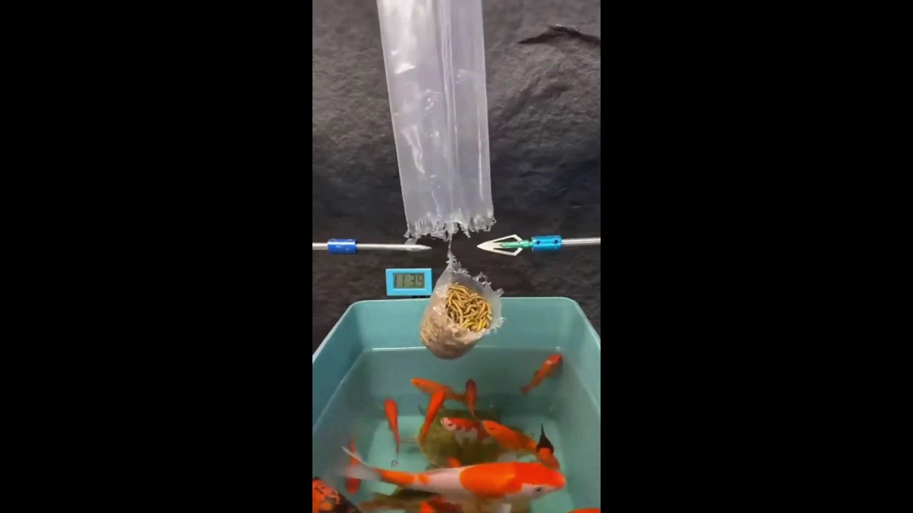 ИГРАЕМ НА СТРИМЕ ШОРТС