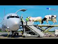 How To Transport Of Cow By Plane, Process Export Millions of Sheep by Big Boat Export Technology Cow