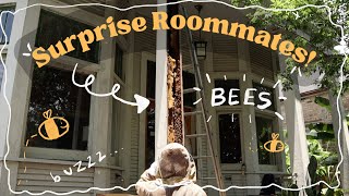 removing a bee colony from our porch | New Orleans Home Renovation by soysocks 890 views 10 months ago 15 minutes