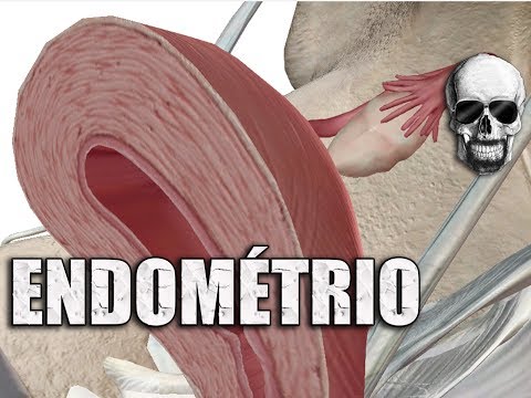 Vídeo: Como é formado o endométrio?