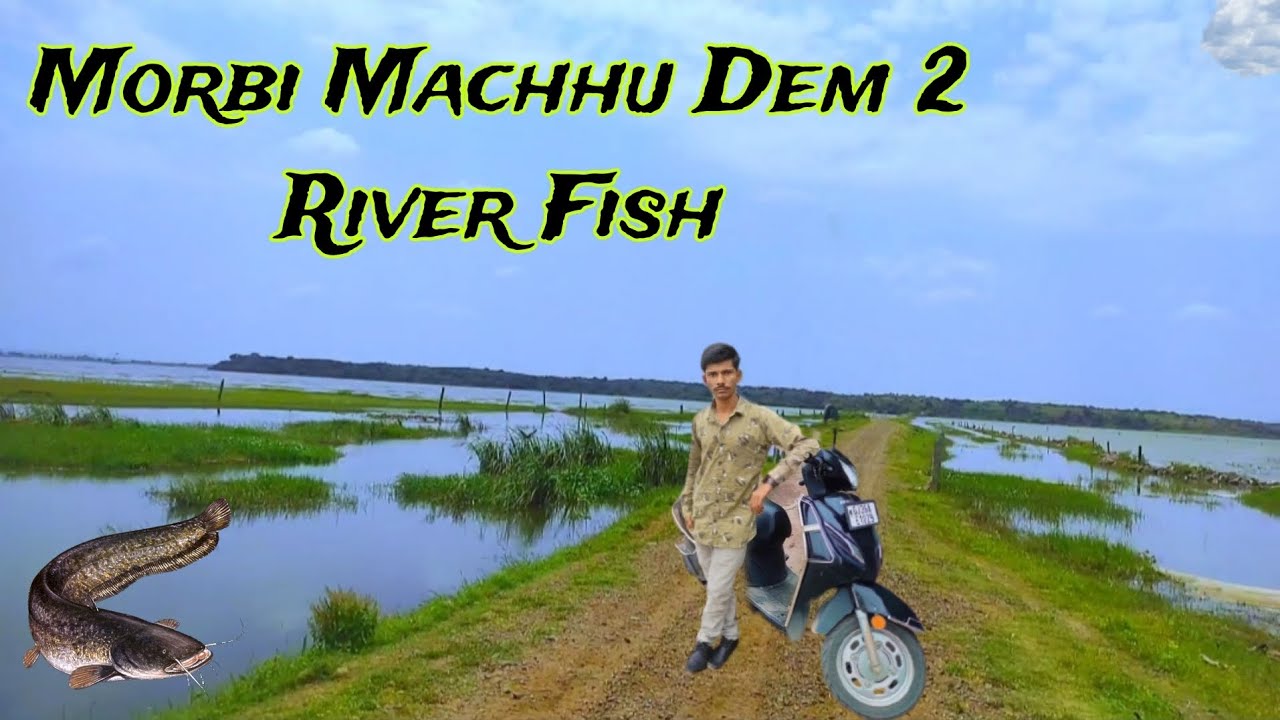 Morbi Machhu Dem 2 River Fish / Fish Feeding / 