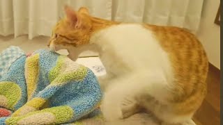 What happens when you instigate a cat | Coffee Toffee cat videos