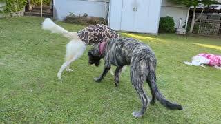 Irish wolfhound and borzoi  With friends