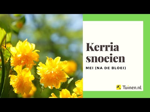 Video: Japanese Kerria Care - Hoe een Kerria Japanse rozenplant te laten groeien