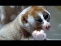 スローロリス・こじろう。焼き芋大好き　#95