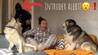 Burglar PRANK on my Huskies! [BEST REACTION EVER!]