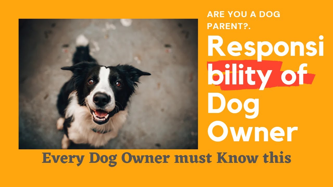 Responsibility of Dog Owner