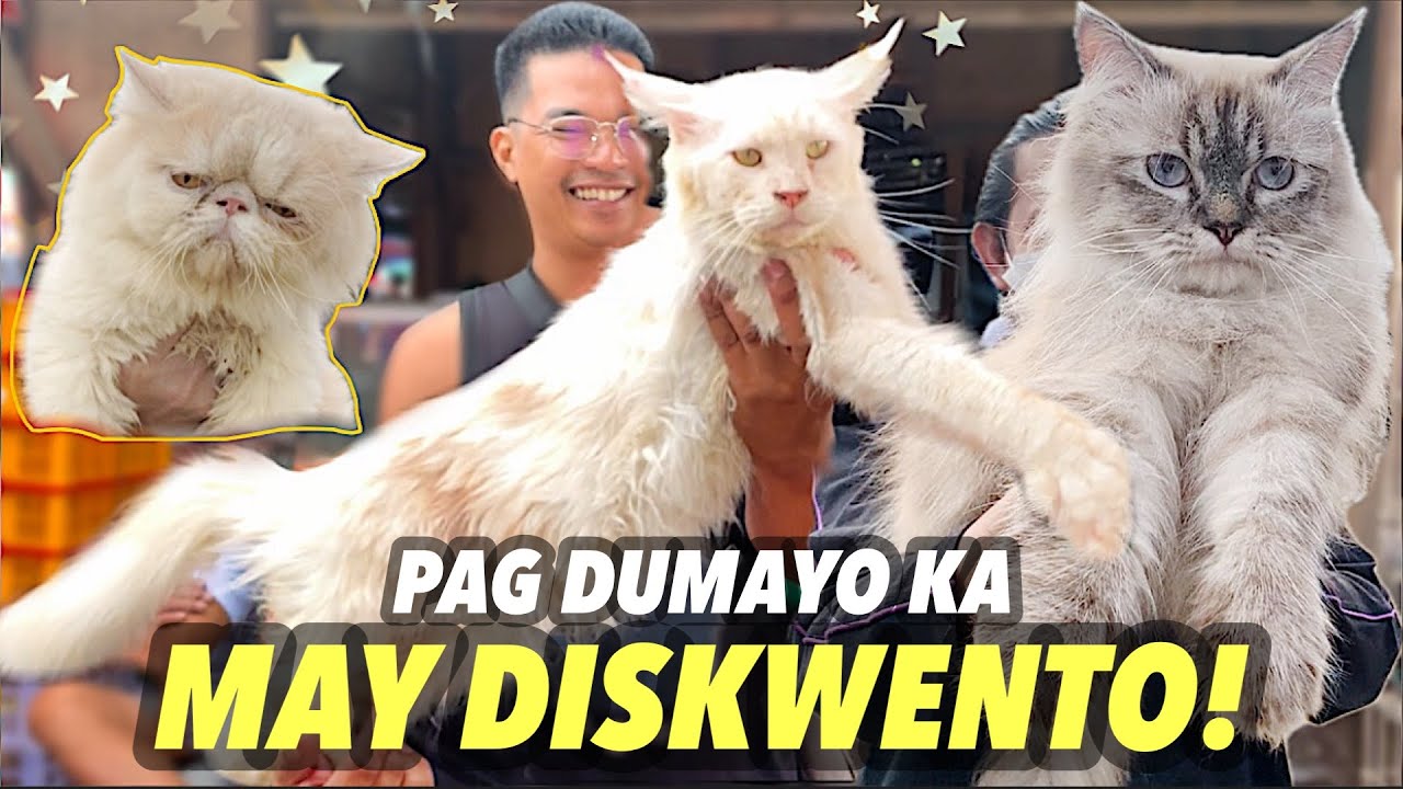 MGA GANAP SA BOCAUE PET MARKET | PUSA INVASION 20 | BOCAUE PUSA SERYE | JANUARY 12, 2024