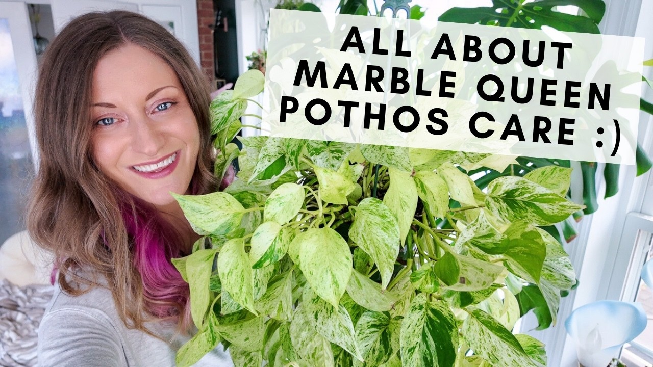 How I care for my gorgeous marble queen pothos plants, including  propagation and vining on walls!