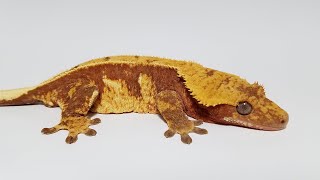 Red Harlequin 100% Het Phantom Crested gecko