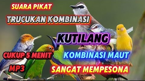 SUARA PIKAT TRUCUKAN RIBUT KOMBINASI KUTILANG KOMBINASI MAUT SANGAT MEMPESONA MP3 SUARA JERNIH