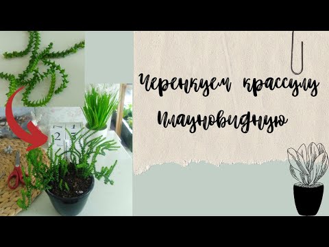 Video: Lycopsus Crassula: mô tả bằng ảnh, chủng loại, phương pháp nhân giống, đặc điểm chăm sóc và quy tắc chăn nuôi