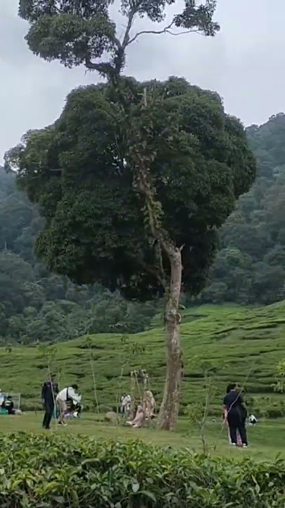 Talaga Saat Bogor #mentahan #viral #fypシ #puncak