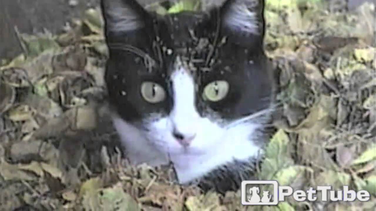 cute cats for sale Modest Kitty Covers Up for Fall - PetTube