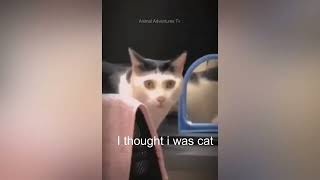 funny Animal Adventure  most popular #02  #cats  #cute    #funny cats