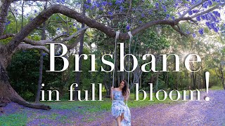 Are these The Best JACARANDA Spots In BRISBANE