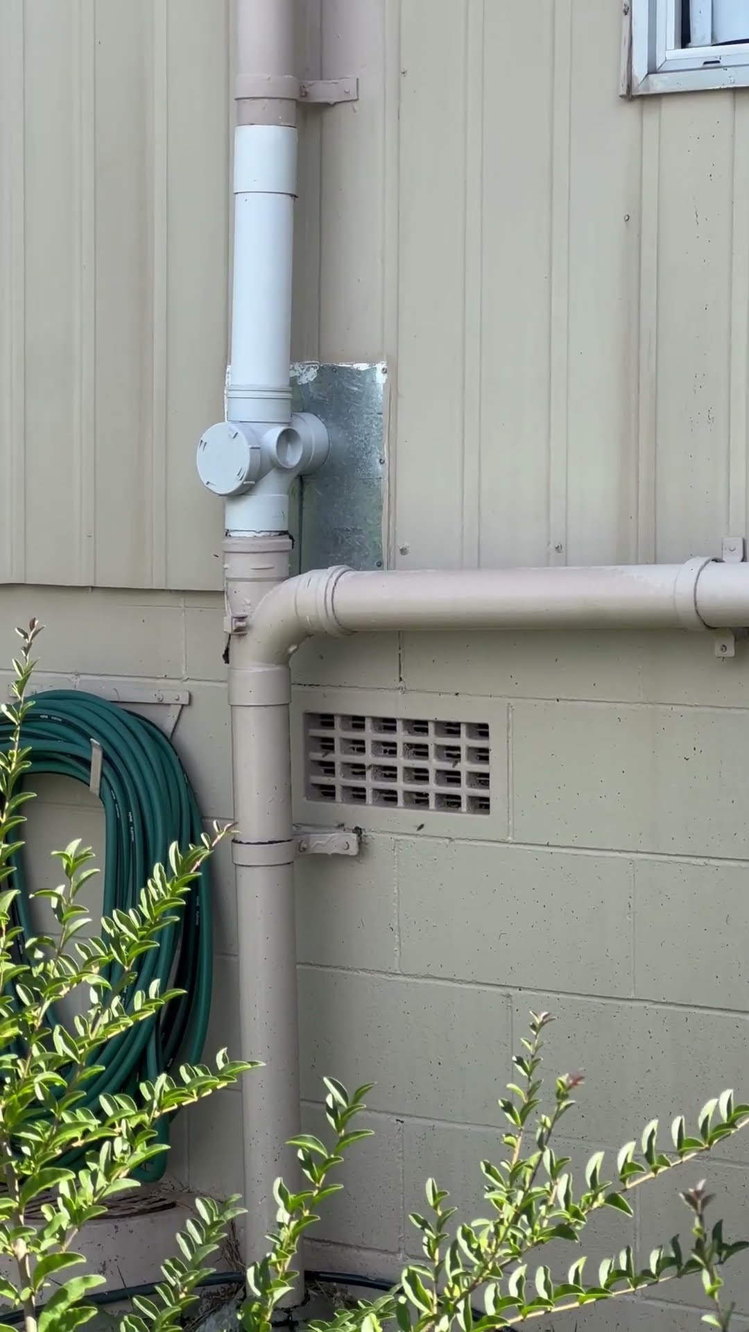 Pest OFF Company wasp nest removal in Auckland