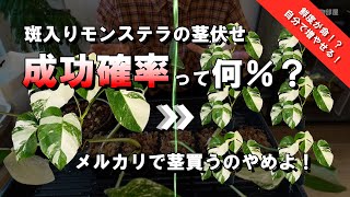 茎伏せ】斑入りモンステラの茎伏せ成功確率を確かめる！簡単に増やせる