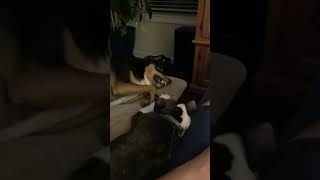 #cat #doghub #catvideos #cute #pethub #cutecats #kitten #cutedoglovers #catfunny #catlover #shorts by Pet hub No views 5 days ago 1 minute, 6 seconds