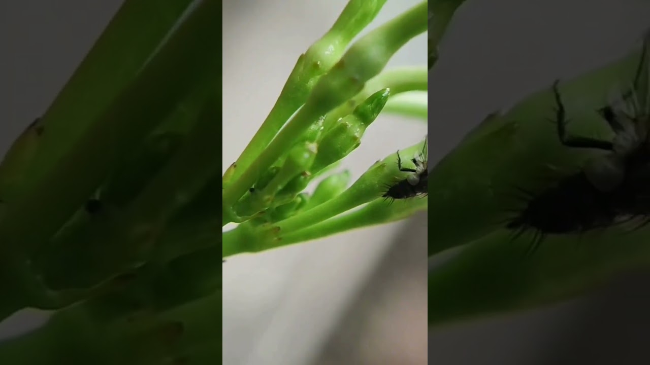 Madagascar Periwinkle Old Maid Cayenne Jasmine Rose Periwinkle West Indian Periwinkle Tahi Periwink