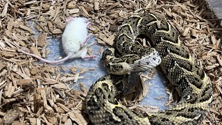 Red Spitting Cobra makes it quick with a rat!