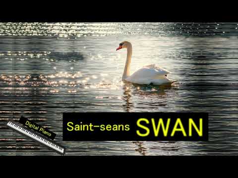 『白鳥』サン・サーンス🎹/組曲「動物の謝肉祭」より