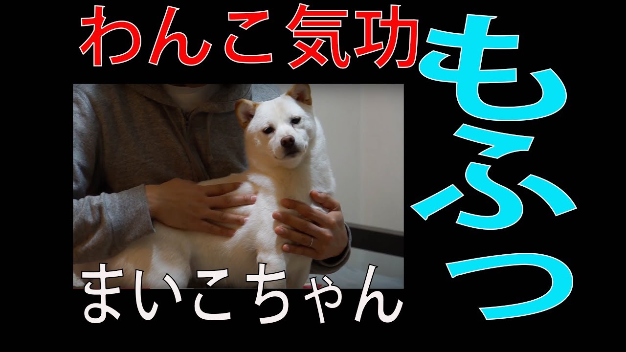 飛行機耳 まいこちゃん気功の時間 のけぞる Wsd 002 柴柴 狗狗 柴犬 Youtube 飛行機耳 まいこちゃん気功の時間 のけぞる Wsd 002 柴柴 狗狗 柴犬 Youtube