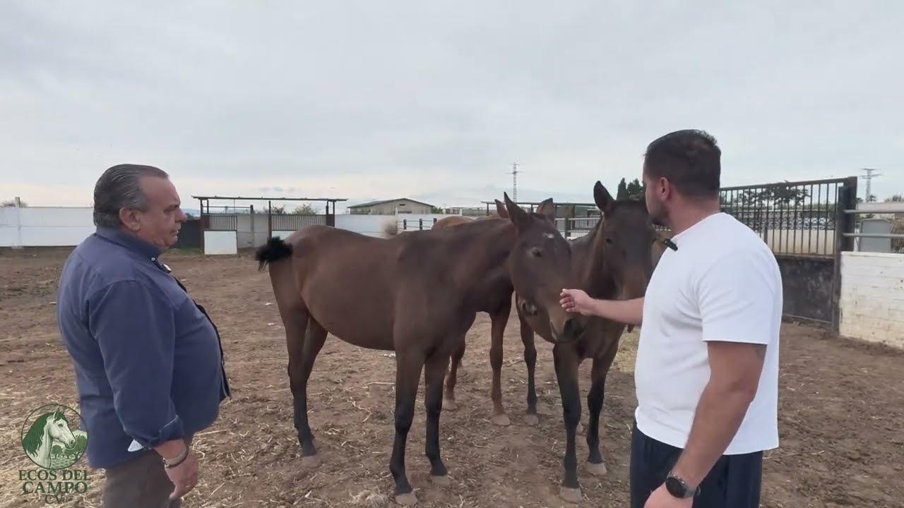 EDCcv Nº7. Yeguada de Sebastian Ponce "Chano" pura raza portugués, Yeguada Quique pura raza español.