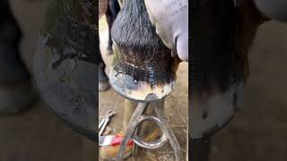 Finishing Touch #Shortswithcamilla #Farrier #Horse #Asmr #Satisfying #Oddlysatisfying #Equestrian