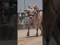 Karnataka State Chandrabanda Bulls Race Bulls Videos Cattle Race Videos Oxen Race Bulls Ox Race
