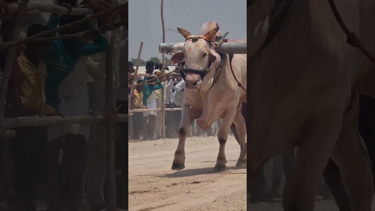 Karnataka state Chandrabanda bulls race-bulls videos-cattle race videos-oxen race-bulls-ox race