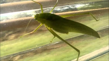 Qual a causa da praga de gafanhotos?