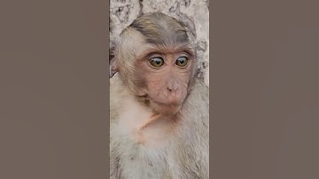 weaning big baby monkeys