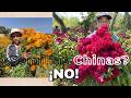 No Semillas Extranjeras | FLOR MEXICANA EN PELIGRO Cempasúchil y Moco de Pavo | Apoyo al Agricultor