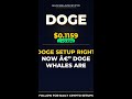 DOGE Setup Right Now €” DOGE Whales Are Moving