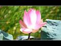 Peaceful Lotus Garden 4K Living Background TV 2H