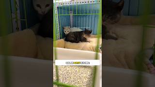 Selamatkan Kucing Hamil di Gunung