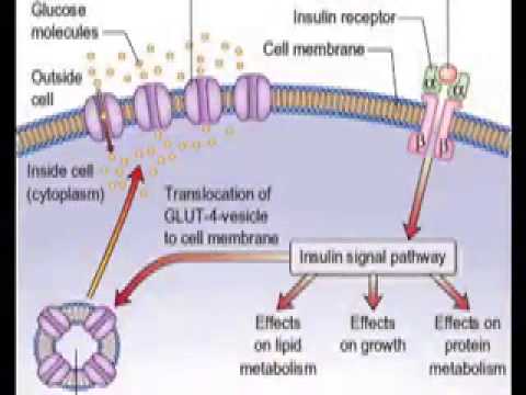 Инсулин какими клетками