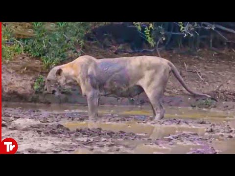 Video: Äter bergslejon ormar?