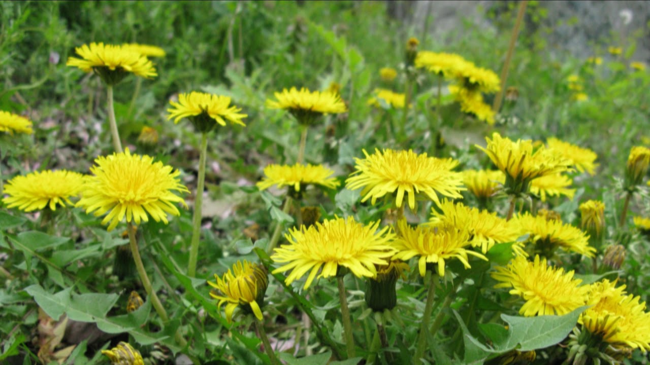 タンポポの花 Youtube タンポポの花 Youtube