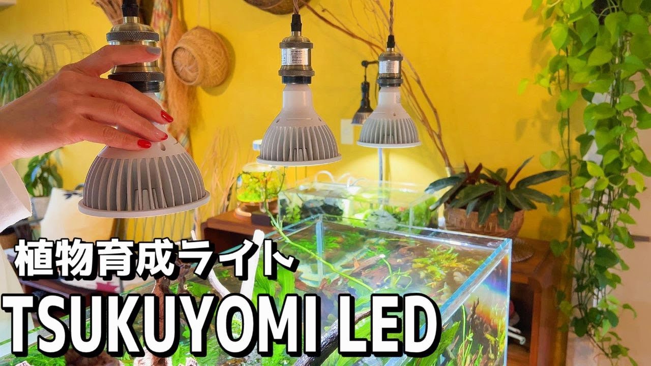 【植物育成ライト】大人気のツクヨミLEDをプロデュースさせて頂く事になりました（ツクヨミの新商品10Wあかだまちゃんスペシャルエディション）